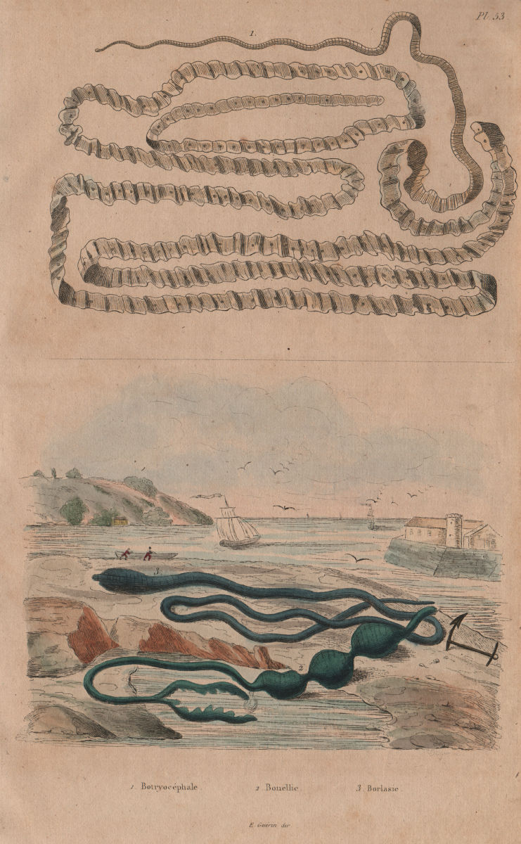 Asian tapeworm. Bonellia viridis (green spoonworm). Borlasia (ribbon worm) 1833